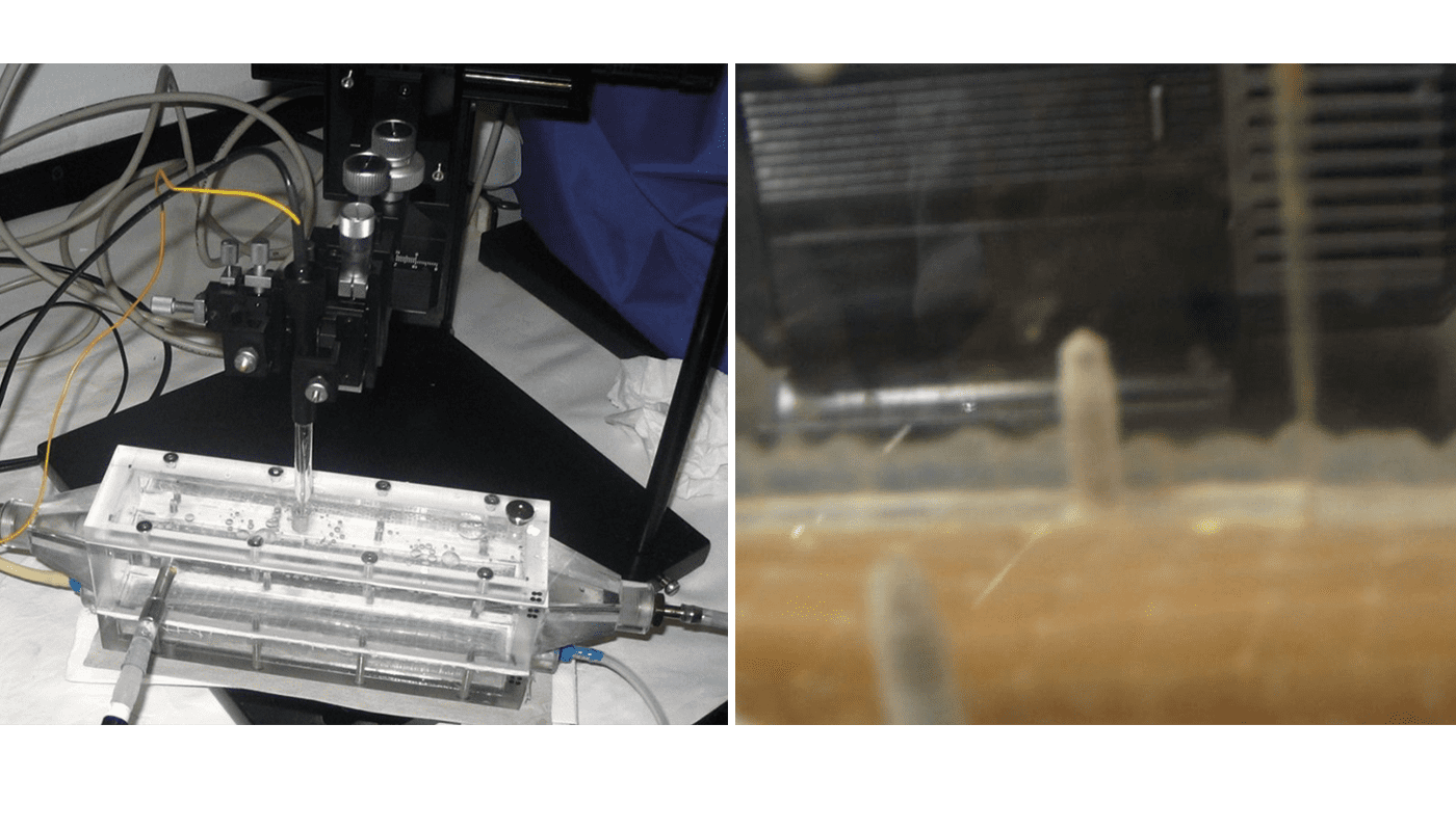 Nitrogen removal in wastewater